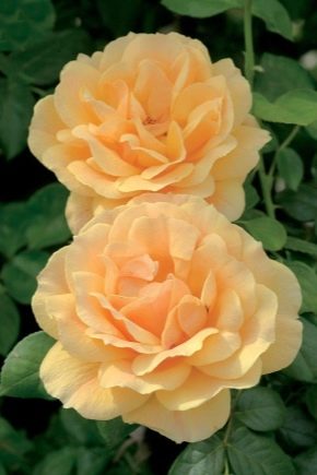 Czym różni się floribunda od hybrydowej róży herbacianej?