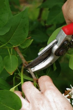 Comment se déroule la taille du lilas ?