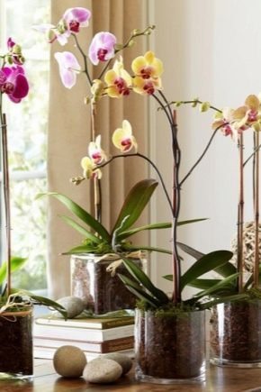 Czym są doniczki do orchidei i jak wybrać najlepszą?