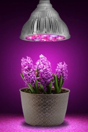 Lampy roślinne: odmiany i wskazówki dotyczące wyboru