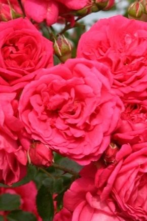 Rose Laguna: cechy, rodzaje i uprawa