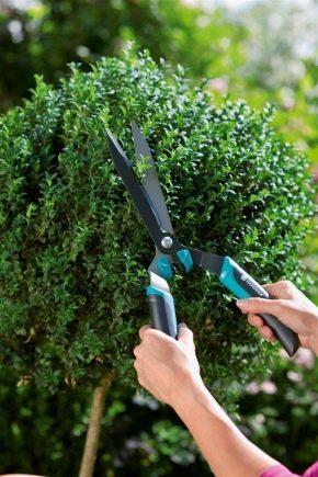 Cisailles de jardin: variétés et modèles populaires