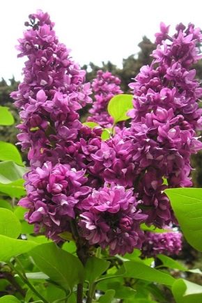 Lilac Dream: opis i uprawa