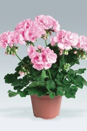 Wskazówki dotyczące wyboru doniczki do geranium w pokoju