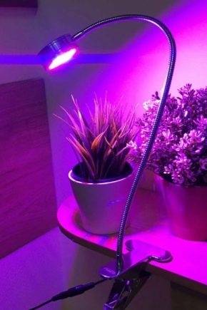 Lampes à LED pour plantes: variétés et conseils pour choisir