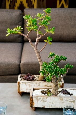 Wybór doniczki na bonsai