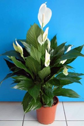 Wybór doniczki na spathiphyllum