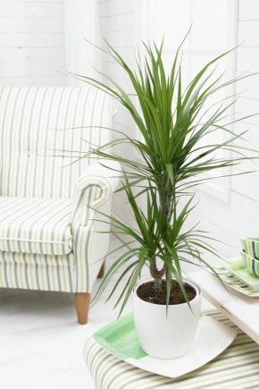 Dracaena marginata: opis i opieka