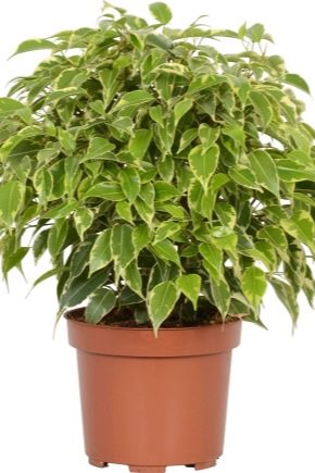 Ficus Kinki: cechy i pielęgnacja