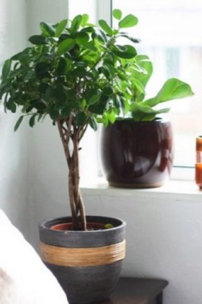 Ficus „Moklame”: cechy, sadzenie i pielęgnacja