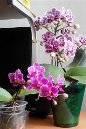 Jak rozmnażać storczyk Phalaenopsis w domu?