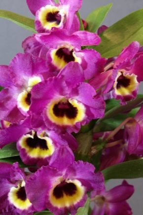 Storczyk Dendrobium nobile: opis i cechy uprawy
