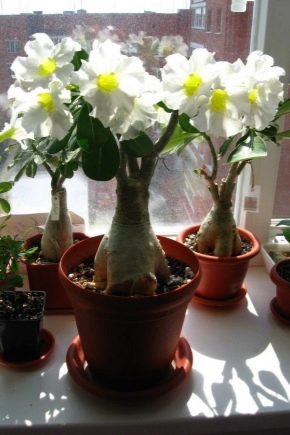 Adenium: opis, rodzaje i pielęgnacja w domu