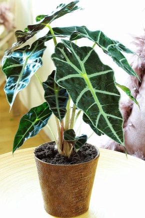 Alocasia: description et règles des soins à domicile