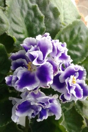 Violet LE-Tristan: opis i uprawa