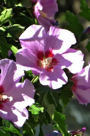 Hibiskus syryjski: opis, odmiany i subtelności uprawy