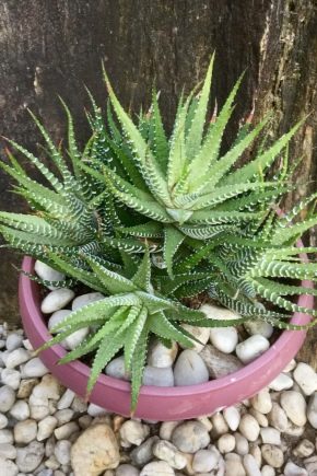 Les principaux types de haworthia