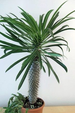 Pachypodium: charakterystyka, rodzaje, uprawa