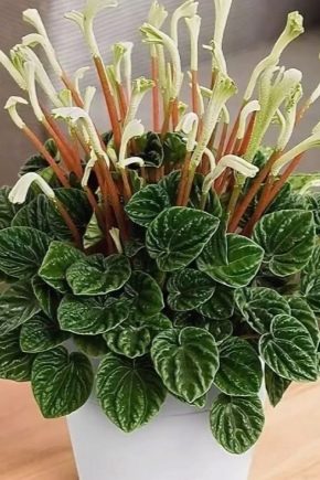 Peperomia caprata: opis, pielęgnacja i reprodukcja