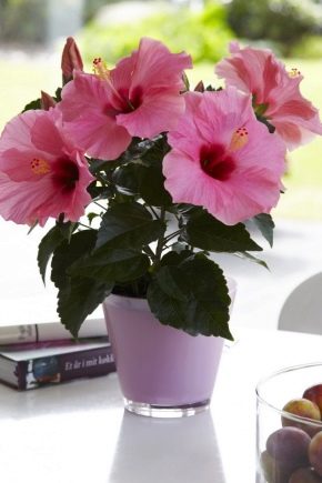 Rodzaje i odmiany hibiskusa