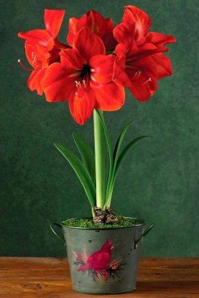 Amaryllis: caractéristiques et types, plantation et entretien