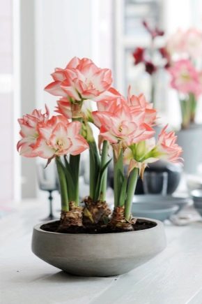 Jak dbać o hippeastrum, aby kwitło?