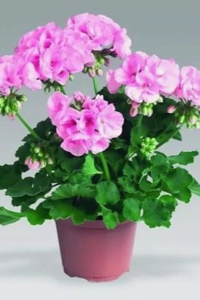 Kiedy i jak przeszczepić geranium (pelargonię)?
