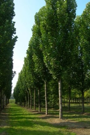 Liriodendron: cechy i rodzaje, sadzenie i pielęgnacja