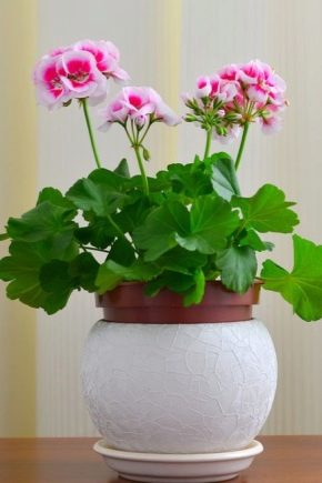 Dlaczego geranium nie kwitnie i co robić?