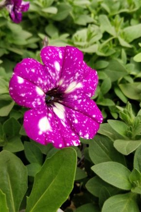 Variétés de pétunias de brousse et caractéristiques de leur entretien
