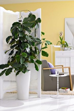 Tetrastigma: jak wygląda i jak o nią dbać?