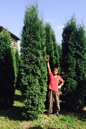 Kolumna Thuja: odmiany, wybór i zalecenia dotyczące uprawy