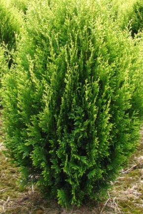 Thuya plié: description, variétés, plantation et entretien