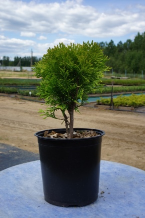 Thuja western Miriam: opis, sadzenie i pielęgnacja