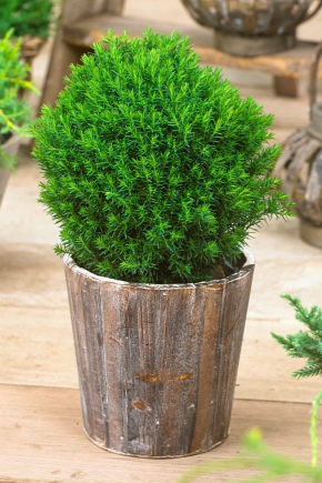 Thuja western Teddy: opis, sadzenie i pielęgnacja
