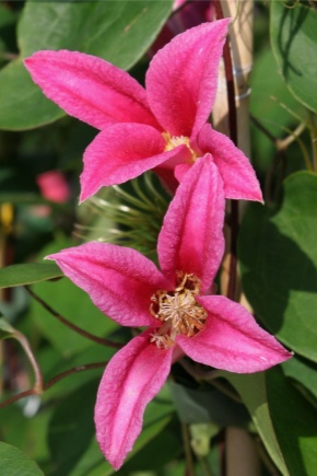 Clematis Princess Diana: description de la variété, conseils de plantation et d'entretien
