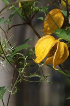 Clematis Tangut: odmiany, sadzenie i pielęgnacja