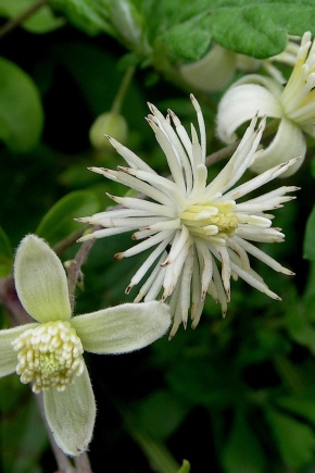 Clematis liście winogron: opis, sadzenie i pielęgnacja, rozmnażanie