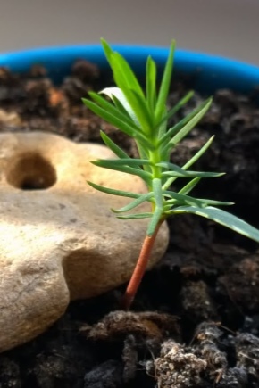 Jak długo rośnie sosna, jak przyspieszyć i zatrzymać wzrost?