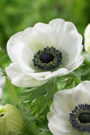 Anemone (zawilec): przegląd odmian, sadzenie i pielęgnacja