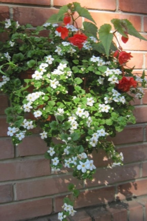 Bacopa: opis, odmiany, sadzenie i pielęgnacja