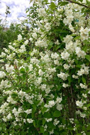 Czym różni się mock orange od jaśminu?