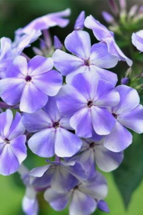 Phlox Gjel: description, plantation, entretien et reproduction