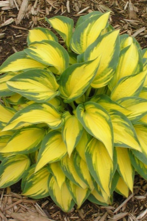 Marmolada Hosta Orange: opis, sadzenie, pielęgnacja i rozmnażanie
