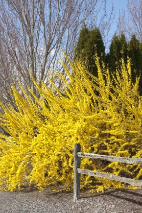 Caractéristiques et règles d'élevage du forsythia par bouturage