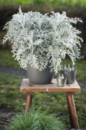 Cineraria argenté: description, plantation et entretien