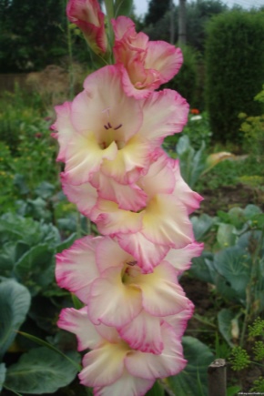 Gladiolus Priscilla: opis, sadzenie i pielęgnacja