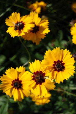 Coreopsis: opis, rodzaje i odmiany, sadzenie i pielęgnacja