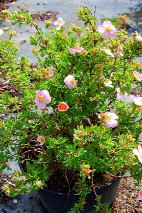Jolie potentille rose : description, plantation, entretien et reproduction