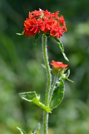 Lychnis: description et variétés, plantation et entretien